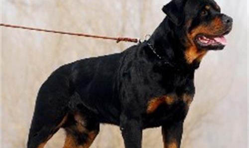 羅威納犬有哪些優(yōu)缺點(diǎn)
