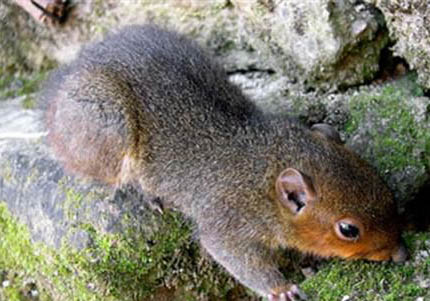 養松鼠有哪些危害