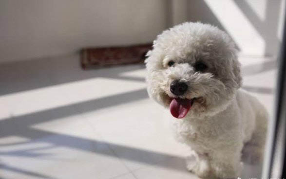 狗狗懷孕初期癥狀有哪些