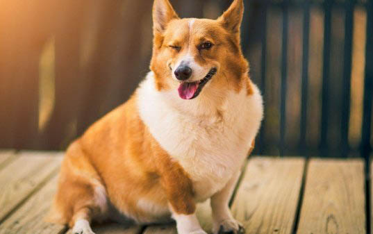 犬瘟治療周期多久算痊愈