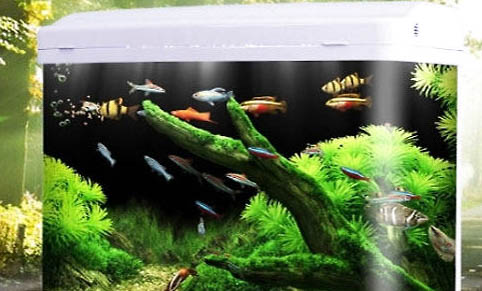 高錳酸鉀魚缸消毒方法