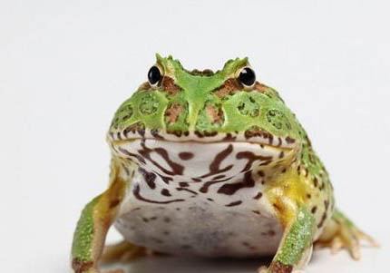 角蛙可以和烏龜一起養(yǎng)嗎