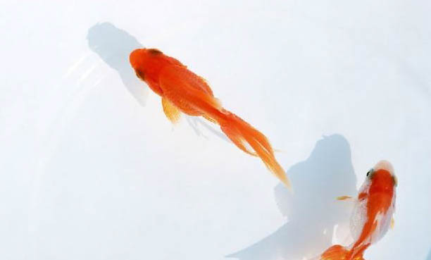 花生米魚餌釣魚效果好嗎