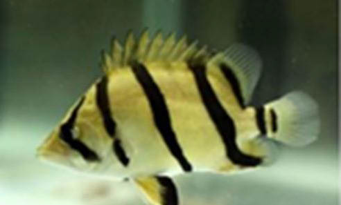 虎魚蒙眼癥病因以及治療方法