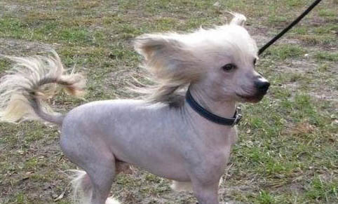 中國冠毛犬身體發抖的原因及處理方法