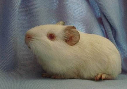 泰迪熊天竺鼠一般多少錢