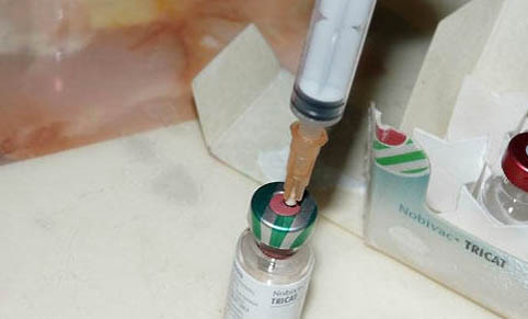 貓到新地方要躲幾天了