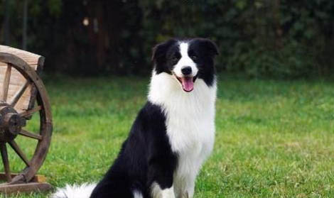邊境牧羊犬好養(yǎng)么