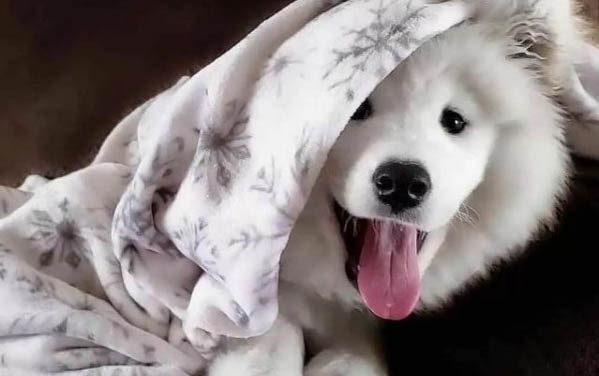 薩摩耶犬_飼養方法
