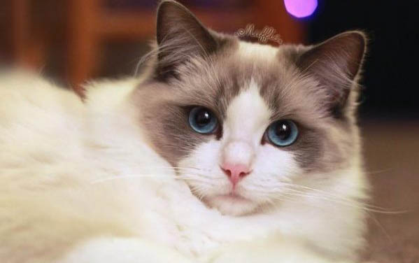 小貓能不能喝牛奶?