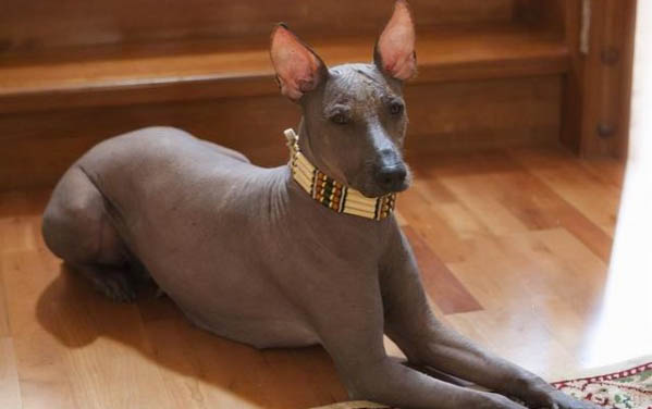 德國長毛指示犬的飼養要點有哪些