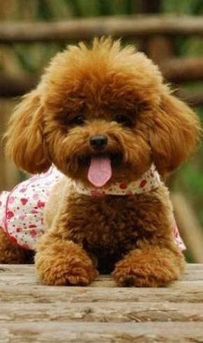 泰迪犬吃什么比較好