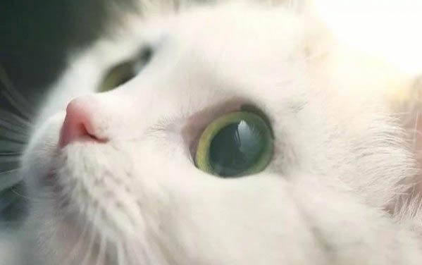 請問貓咪嘔吐的原因及處理方法?
