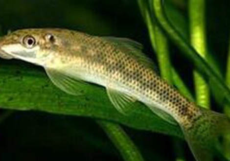 青苔鼠魚能長多大