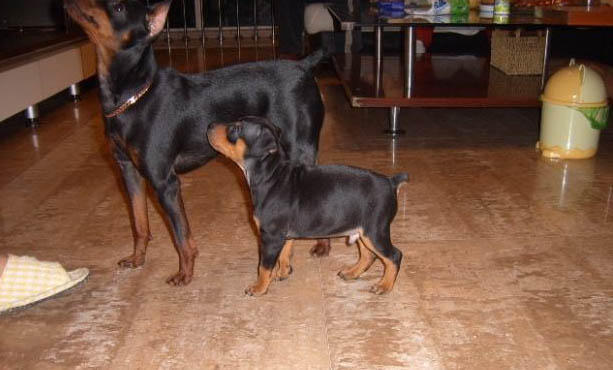 杜賓犬價格多少錢一只