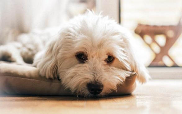 狗狗洗澡為什么會得細小病毒