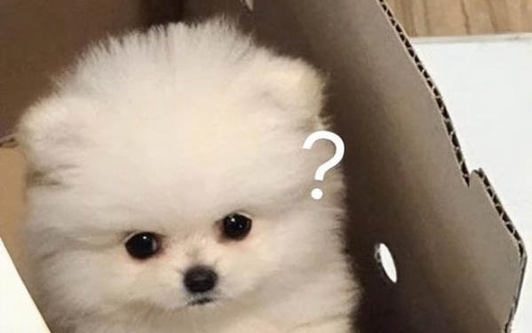 中大型犬如何選狗糧品牌好