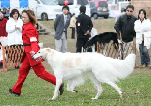 蘇俄獵狼犬有攻擊性嗎