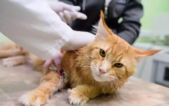 小貓出生多久可以吃貓糧