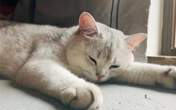 小貓出生五個月打疫苗晚了吧