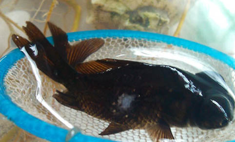 熱帶觀賞魚的養殖方法有哪些