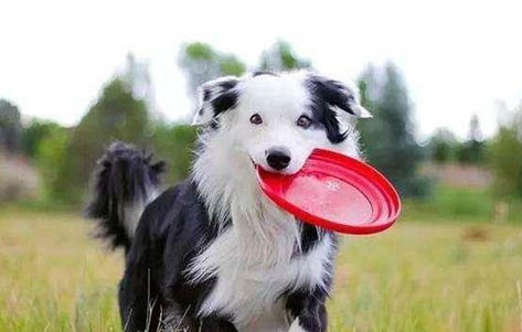 中亞牧羊犬生殖發炎