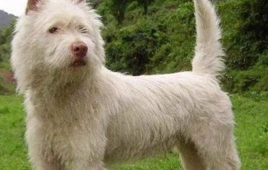 下司犬壽命多長