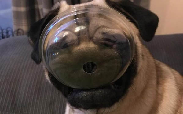 小狗生病了不吃飯怎么辦