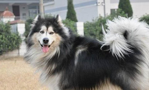 阿拉斯加犬拉稀很黃