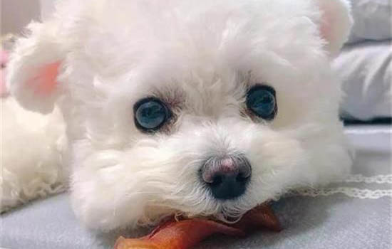 比熊吃什么狗糧最好 選擇純天然的狗糧