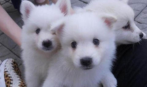 銀狐犬有狂犬病毒能活多久