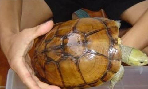 寵物龜養什么品種好