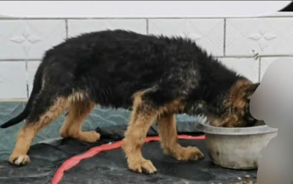 德國牧羊犬打嗝