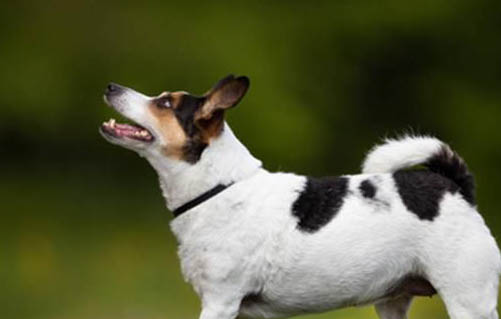 德國牧羊犬吐白色粘稠液體是什么原因
