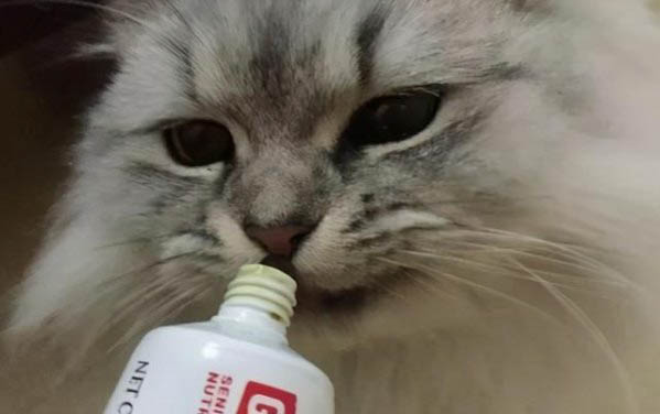 貓到新地方要躲幾天了