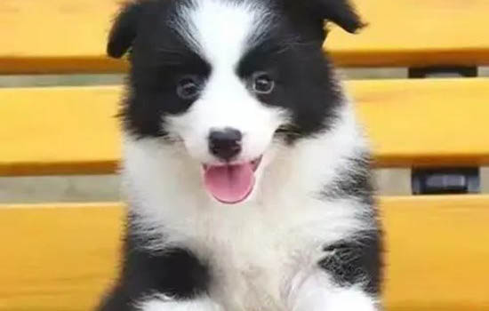 英國古代牧羊犬拉尿怎么教