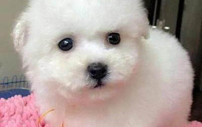 麥頓狗糧多少錢一斤
