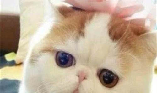 加菲貓與異國短毛貓的區別