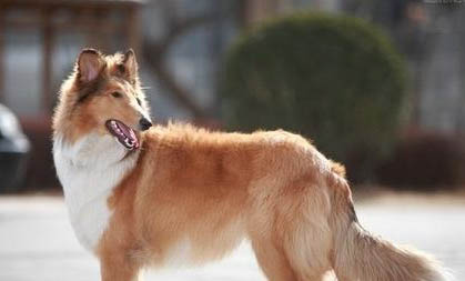 蘇格蘭牧羊犬嘔吐白沫的原因及處理方法