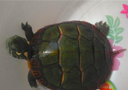 東部錦龜的家庭飼養