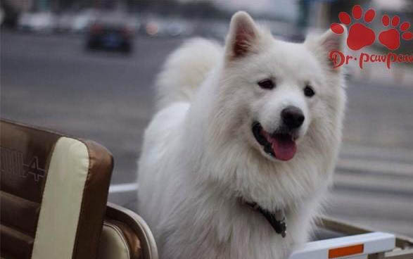 狗狗拉稀可以吃豬肝嗎