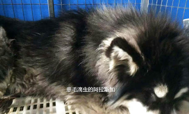 狗拉肚子吃什么藥?