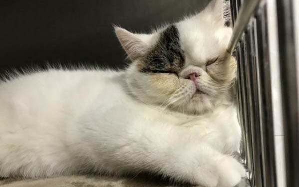 貓為什么會吐黃水