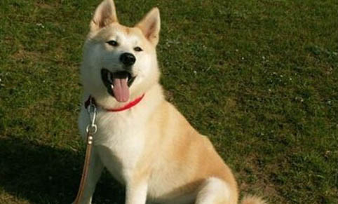 秋田犬和柴犬哪個好養