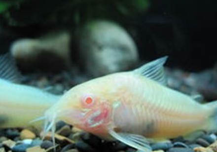 鼠魚是熱帶魚還是冷水魚