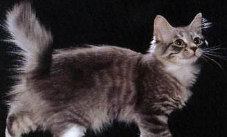 短尾貓有哪些特點