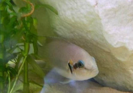 孔雀魚一胎生多少