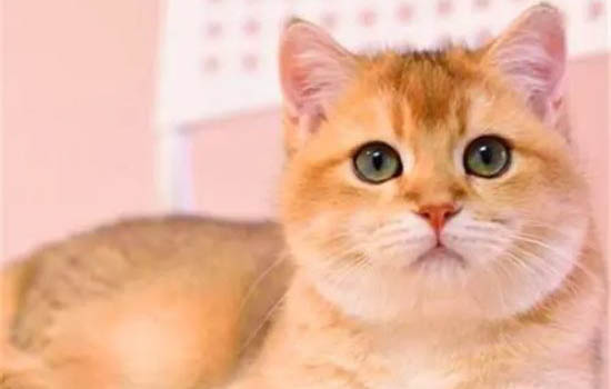 不建議新手養(yǎng)金漸層的原因及處理方法