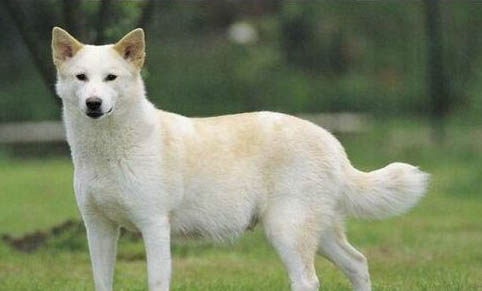 卡南犬的優缺點