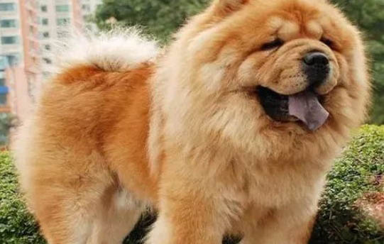 松獅犬和哈士奇哪個好養